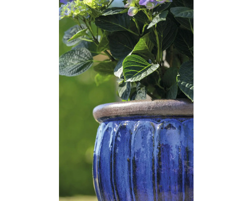 Modrý květináč osázený hortenziemi