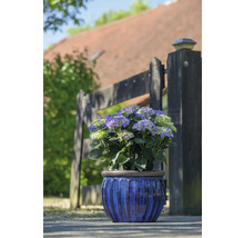 Hortenzie v modrém květináči před zahradním plotem.