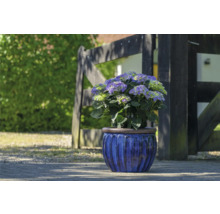 Hortenzie v květináči před dřevěným plotem