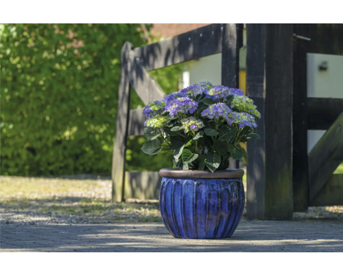 Hortenzie v květináči před dřevěným plotem