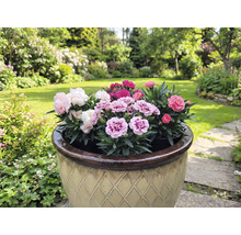 Květináč s vícebarevnými karafiáty na zahradě.