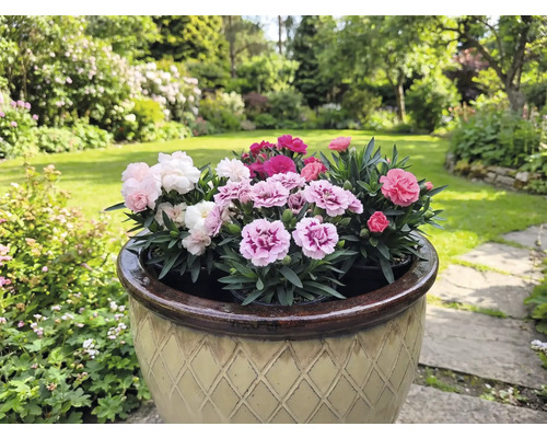 Květináč s vícebarevnými karafiáty na zahradě.