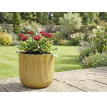 Zahradní scéna s chudobkami v květináči