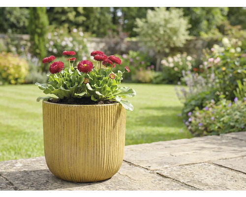 Zahradní scéna s chudobkami v květináči