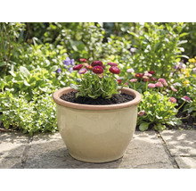 Nádoba se sedmikráskami na zahradě