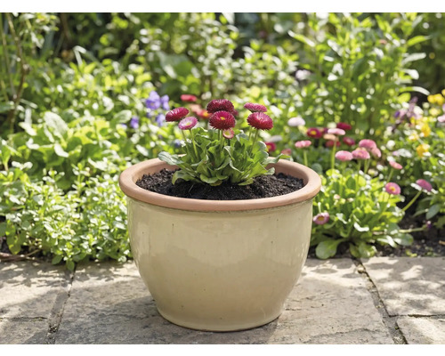 Nádoba se sedmikráskami na zahradě