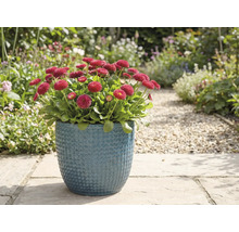 Červené sedmikrásky v modrém květináči na zahradě