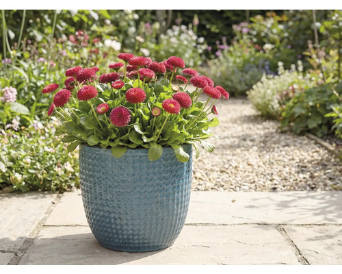 Červené sedmikrásky v modrém květináči na zahradě