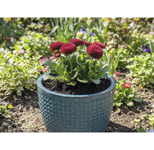 Sedmikrásky v květináči na zahradě