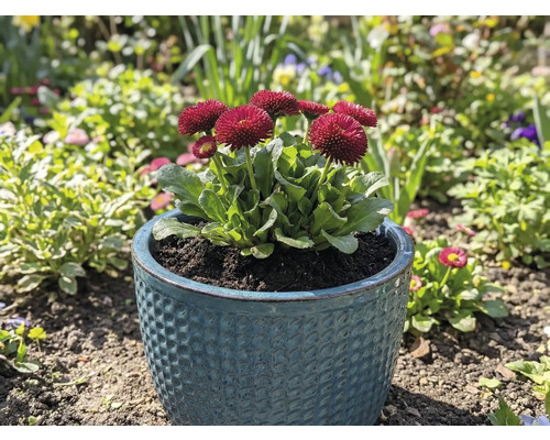 Sedmikrásky v květináči na zahradě