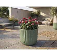 Venkovní prostor s kvetoucími sedmikráskami v rýhovaném květináči