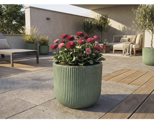 Venkovní prostor s kvetoucími sedmikráskami v rýhovaném květináči