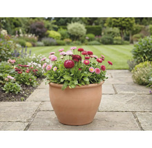 Pohled do zahrady s sedmikráskami v květináči na kamenné cestě