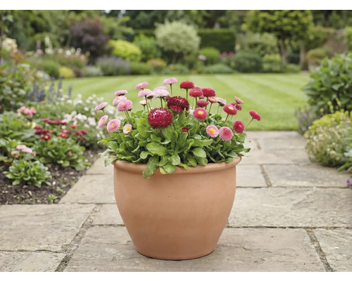 Pohled do zahrady s sedmikráskami v květináči na kamenné cestě