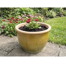 Keramický květináč s sedmikráskami na zahradě