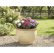 Květináč s karafiáty na zahradě