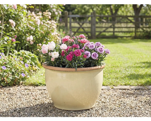 Květináč s karafiáty na zahradě