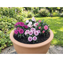 Květináč osázený různými karafiáty na zahradě.