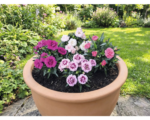 Květináč osázený různými karafiáty na zahradě.