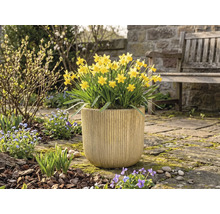 Žluté narcisy v květináči na zahradě.