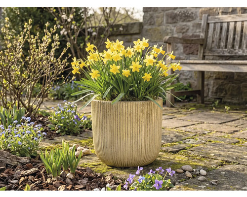 Žluté narcisy v květináči na zahradě.