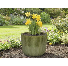 Žluté narcisy v květináči na zahradě.