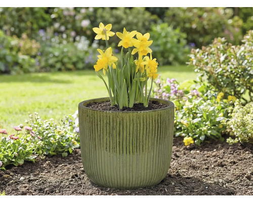 Žluté narcisy v květináči na zahradě.