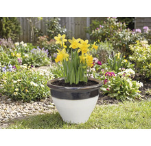 Narcisy v květináči na zahradě.