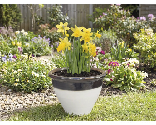 Narcisy v květináči na zahradě.