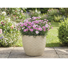 Hvozdíky v květináči na zahradě.