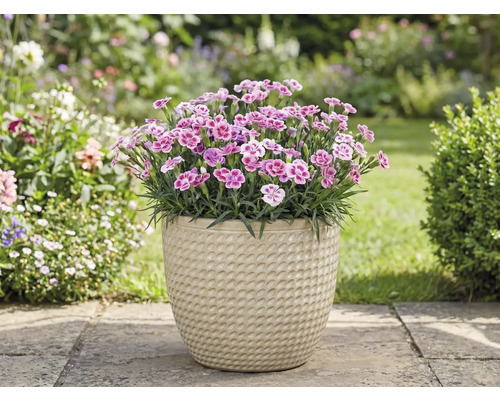 Hvozdíky v květináči na zahradě.