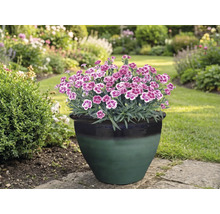 Hvozdíky v květináči na zahradě.