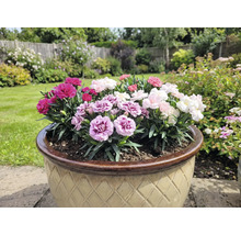 Květináč s barevnými karafiáty na zahradě