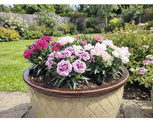 Květináč s barevnými karafiáty na zahradě