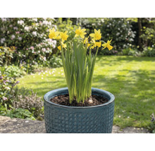 Žluté narcisy v květináči na zahradě.