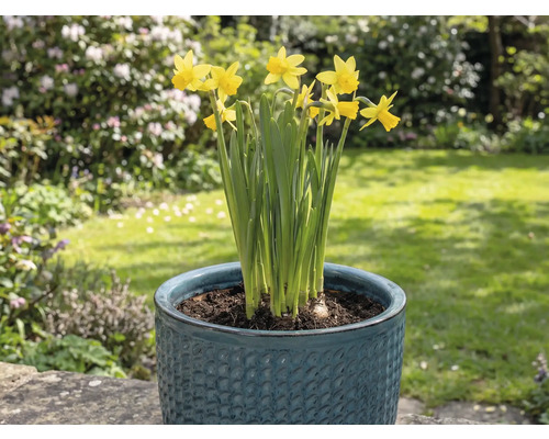 Žluté narcisy v květináči na zahradě.