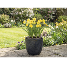 Žluté narcisy ve strukturovaném květináči na zahradě.