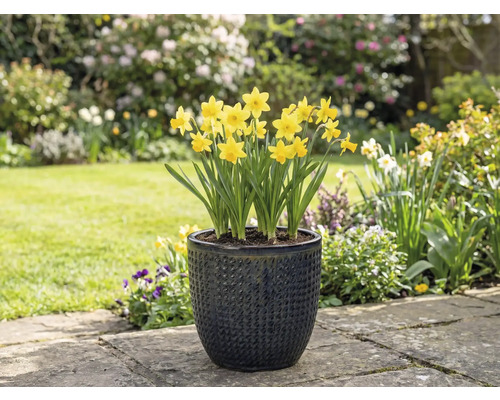 Žluté narcisy ve strukturovaném květináči na zahradě.