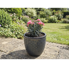 Hvozdík v strukturované keramické květinové váze na zahradě