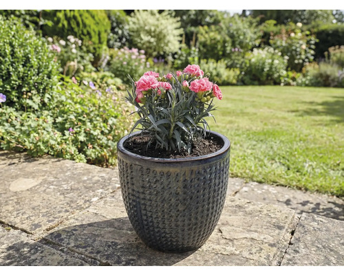 Hvozdík v strukturované keramické květinové váze na zahradě