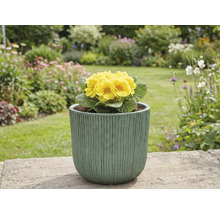 Žlutá prvosenka v květináči na zahradě