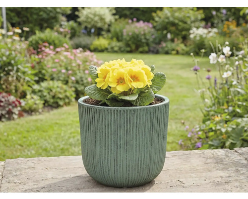 Žlutá prvosenka v květináči na zahradě