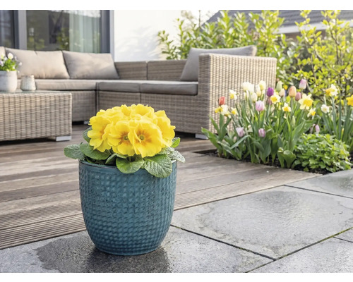 Žlutá prvosenka v modrém květináči na terase se zahradním nábytkem a květinovou zahradou