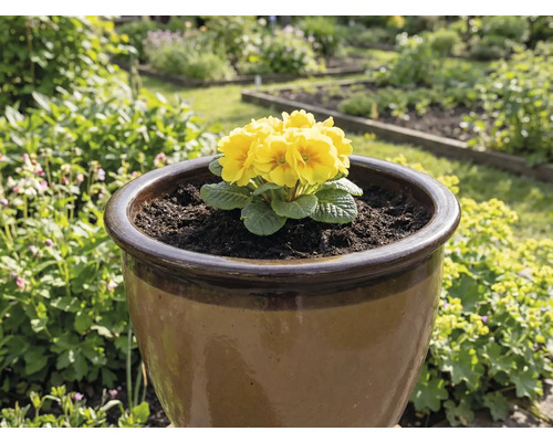 Žlutá prvosenka v hnědém květináči na zahradě.