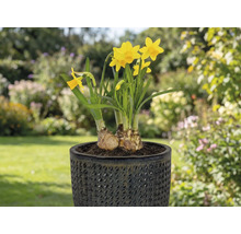 Žluté narcisy v květináči na terase