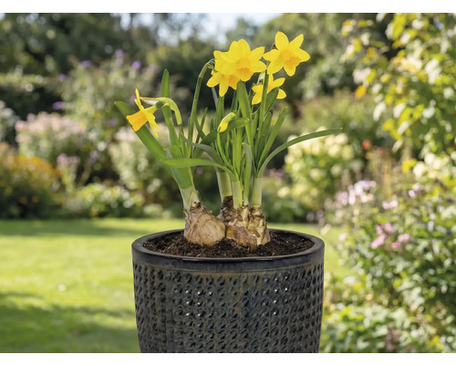 Žluté narcisy v květináči na terase