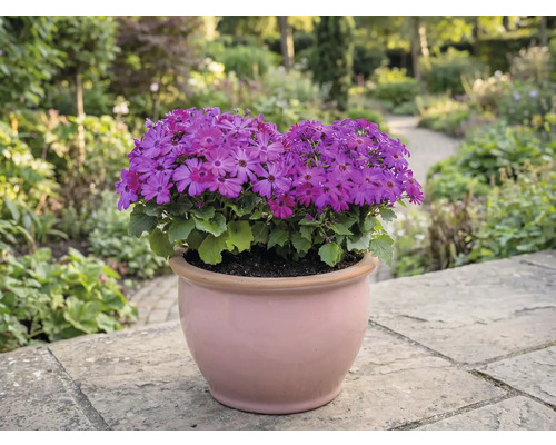 Květináč s fialovými květy na terase