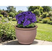 Modrá kvetina v terakotovem kvetináči na zahrade.