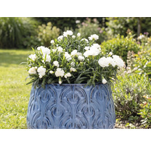 Květináč s bílými karafiáty na zahradě