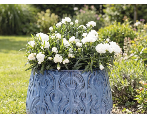 Květináč s bílými karafiáty na zahradě